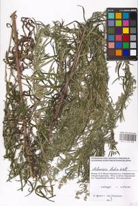 Artemisia umbrosa Turcz. ex DC., Eastern Europe, Moscow region (E4a) (Russia)