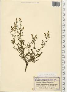 Lappula barbata (M. Bieb.) Gürke, Caucasus, Stavropol Krai, Karachay-Cherkessia & Kabardino-Balkaria (K1b) (Russia)
