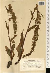 Rumex paulsenianus Rech. fil., South Asia, South Asia (Asia outside ex-Soviet states and Mongolia) (ASIA) (Afghanistan)