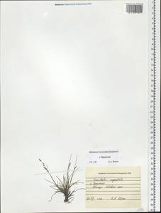 Puccinellia angustata (R.Br.) E.L.Rand & Redfield, Siberia, Chukotka & Kamchatka (S7) (Russia)