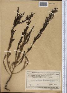 Suaeda altissima (L.) Pall., Middle Asia, Muyunkumy, Balkhash & Betpak-Dala (M9) (Kazakhstan)