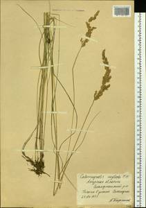 Achnatherum calamagrostis (L.) P.Beauv., Siberia, Russian Far East (S6) (Russia)