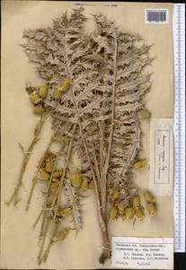 Arctium egregium (Juz.) S. López, Romasch., Susanna & N. Garcia, Middle Asia, Western Tian Shan & Karatau (M3) (Uzbekistan)