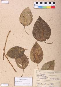 Populus tremula L., Siberia, Altai & Sayany Mountains (S2) (Russia)