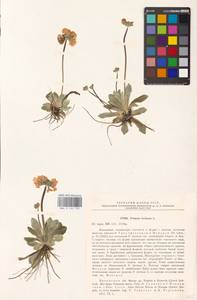 Primula farinosa L., Siberia, Baikal & Transbaikal region (S4) (Russia)