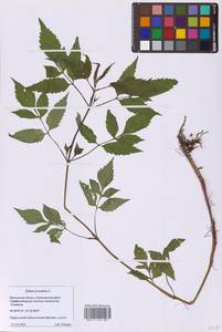 Bidens frondosa L., Eastern Europe, Moscow region (E4a) (Russia)