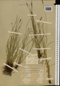 Carex muricata L., Eastern Europe (no precise locality) (E0) (Russia)