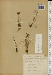 Gagea bulbifera (Pall.) Salisb., Eastern Europe, Central forest-and-steppe region (E6) (Russia)