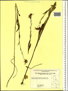 Tephroseris flammea (DC.) Holub, Siberia, Russian Far East (S6) (Russia)