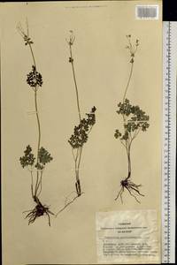 Thalictrum petaloideum L., Siberia, Altai & Sayany Mountains (S2) (Russia)