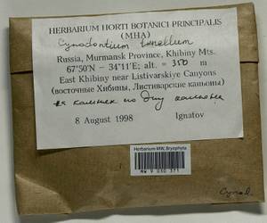 Cynodontium tenellum (Schimp.) Limpr., Bryophytes, Bryophytes - Karelia, Leningrad & Murmansk Oblasts (B4) (Russia)