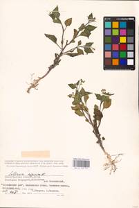 MHA 0 158 747, Solanum nigrum L., Eastern Europe, Lower Volga region (E9) (Russia)