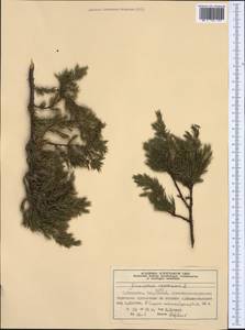 Juniperus communis L., Western Europe (EUR) (Norway)