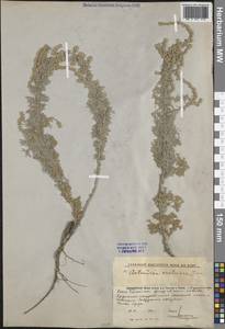 Artemisia austriaca Jacq., Middle Asia, Caspian Ustyurt & Northern Aralia (M8) (Kazakhstan)