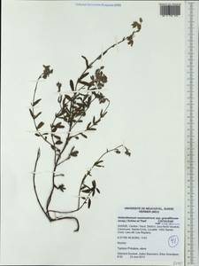 Helianthemum nummularium subsp. grandiflorum (Scop.) Schinz & Thell., Western Europe (EUR) (Switzerland)
