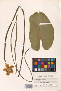 Nuphar lutea (L.) Sm., Eastern Europe, Central forest-and-steppe region (E6) (Russia)