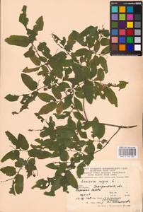 Lonicera nigra L., Eastern Europe, West Ukrainian region (E13) (Ukraine)