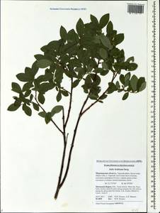 Salix bebbiana Sarg., Eastern Europe, Northern region (E1) (Russia)