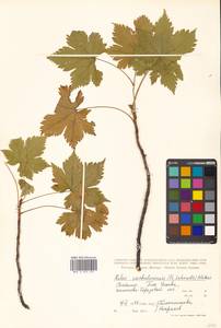 Ribes sachalinense (F. Schmidt) Nakai, Siberia, Russian Far East (S6) (Russia)