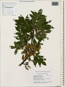 Fraxinus angustifolia subsp. oxycarpa (M.Bieb. ex Willd.) Franco & Rocha Afonso, Crimea (KRYM) (Russia)