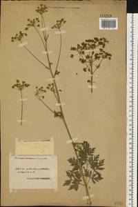 Xanthoselinum alsaticum (L.) Schur, Eastern Europe, South Ukrainian region (E12) (Ukraine)