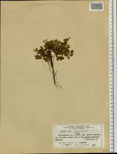 Sibbaldia procumbens L., Siberia, Altai & Sayany Mountains (S2) (Russia)