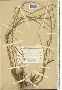 Thinopyrum intermedium (Host) Barkworth & D.R.Dewey, Crimea (KRYM) (Russia)