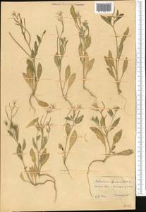 Strigosella africana (L.) Botsch., Middle Asia, Kopet Dag, Badkhyz, Small & Great Balkhan (M1) (Turkmenistan)