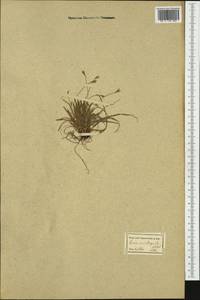 Carex ornithopoda Willd., Western Europe (EUR) (Slovakia)