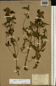 Galeopsis tetrahit L., Eastern Europe, North Ukrainian region (E11) (Ukraine)