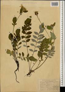 Psephellus daghestanicus Sosn., Caucasus, Azerbaijan (K6) (Azerbaijan)