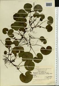 Asarum europaeum L., Eastern Europe, Middle Volga region (E8) (Russia)