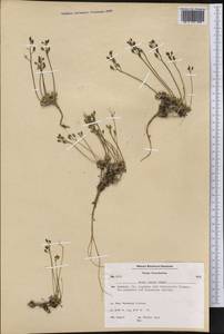 Draba lactea Adams, America (AMER) (Greenland)