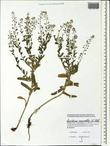 Lepidium campestre (L.) W. T. Aiton, Eastern Europe, Moscow region (E4a) (Russia)