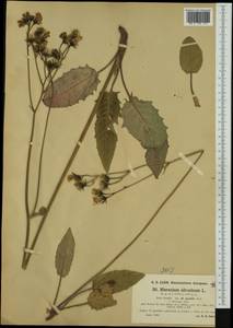 Hieracium murorum subsp. gentile (Jord. ex Boreau) Sudre, Western Europe (EUR) (Germany)