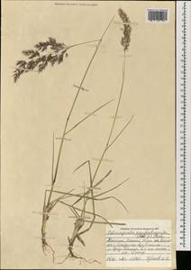 Calamagrostis pseudophragmites (Haller f.) Koeler, Mongolia (MONG) (Mongolia)