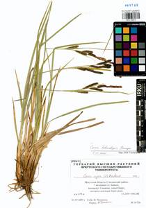 Carex heterolepis Bunge, Siberia, Baikal & Transbaikal region (S4) (Russia)