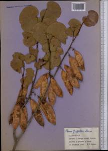 Cercis griffithii Boiss., Middle Asia, Pamir & Pamiro-Alai (M2) (Tajikistan)