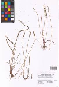 Plantago tenuiflora Waldst. & Kit., Eastern Europe, Lower Volga region (E9) (Russia)