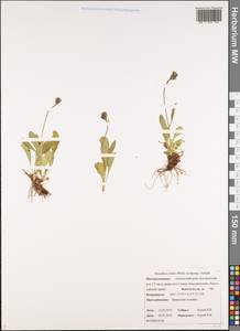 Hieracium triste Willd. ex Spreng., Siberia, Chukotka & Kamchatka (S7) (Russia)