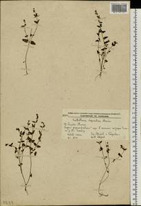 Scutellaria dependens Maxim., Siberia, Russian Far East (S6) (Russia)
