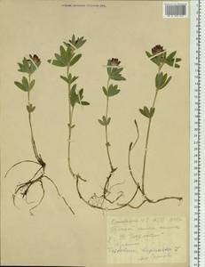 Trifolium lupinaster L., Siberia, Altai & Sayany Mountains (S2) (Russia)