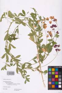 Lathyrus tuberosus L., Eastern Europe, Western region (E3) (Russia)