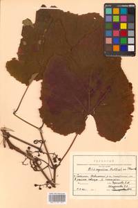 Vitis coignetiae Pulliat ex Planch., Siberia, Russian Far East (S6) (Russia)