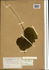 Abutilon theophrasti Medik., Caucasus (no precise locality) (K0)