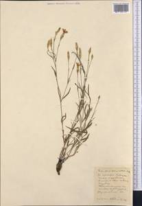 Dianthus campestris M. Bieb., Middle Asia, Northern & Central Kazakhstan (M10) (Kazakhstan)