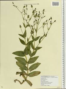 Gypsophila vaccaria (L.) Sm., Eastern Europe, North-Western region (E2) (Russia)