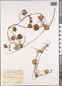 Hydrocharis morsus-ranae L., Caucasus, Georgia (K4) (Georgia)