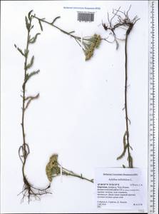 Achillea millefolium L., Middle Asia, Northern & Central Tian Shan (M4) (Kyrgyzstan)