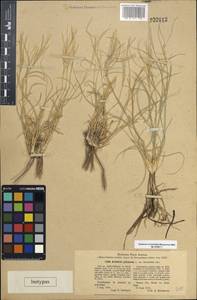 Stipagrostis plumosa (L.) Munro ex T.Anderson, Middle Asia, Karakum (M6) (Turkmenistan)